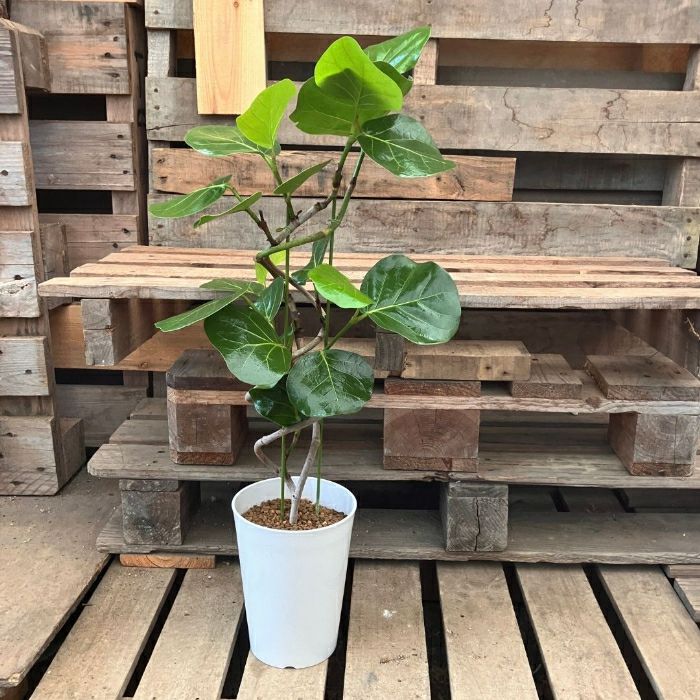 観葉植物現品販売