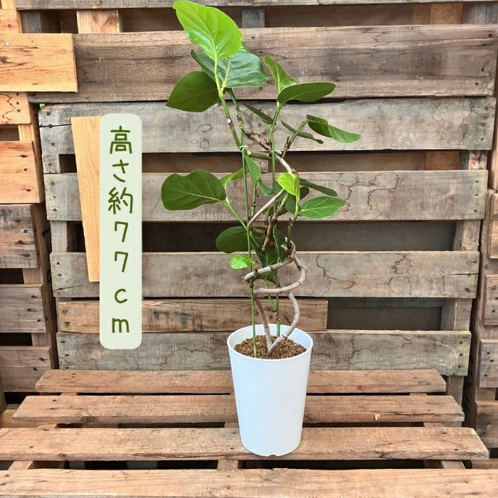 観葉植物現品販売