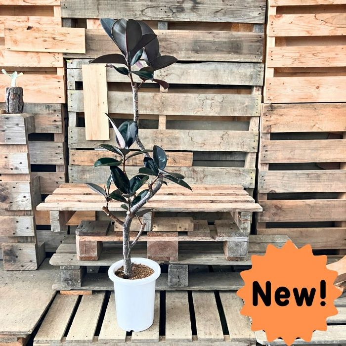 観葉植物現品販売