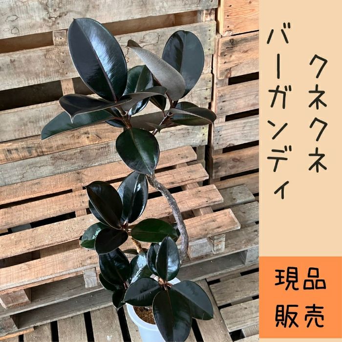 観葉植物現品販売