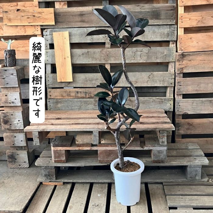 観葉植物現品販売