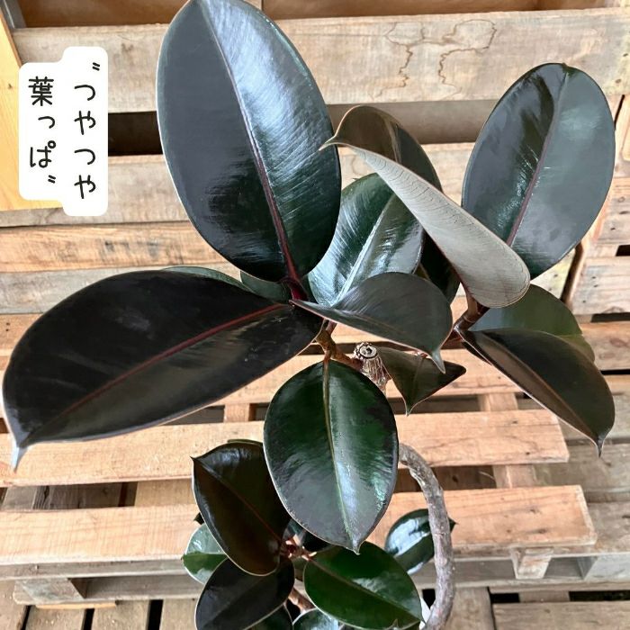 観葉植物現品販売