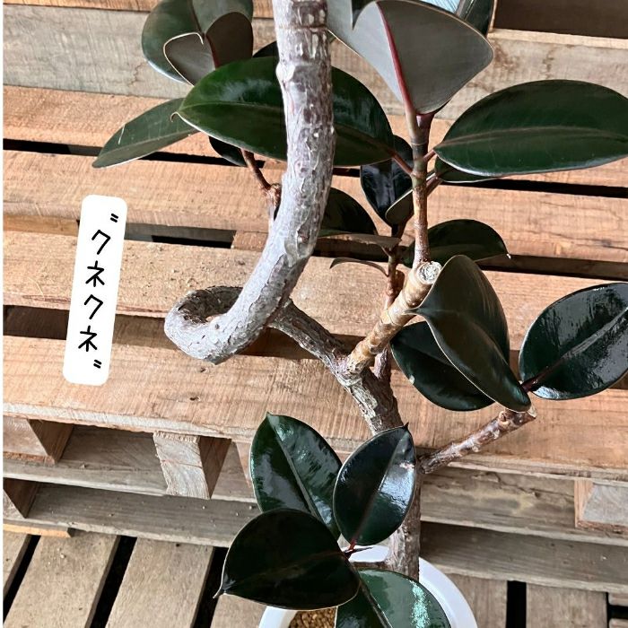 観葉植物現品販売