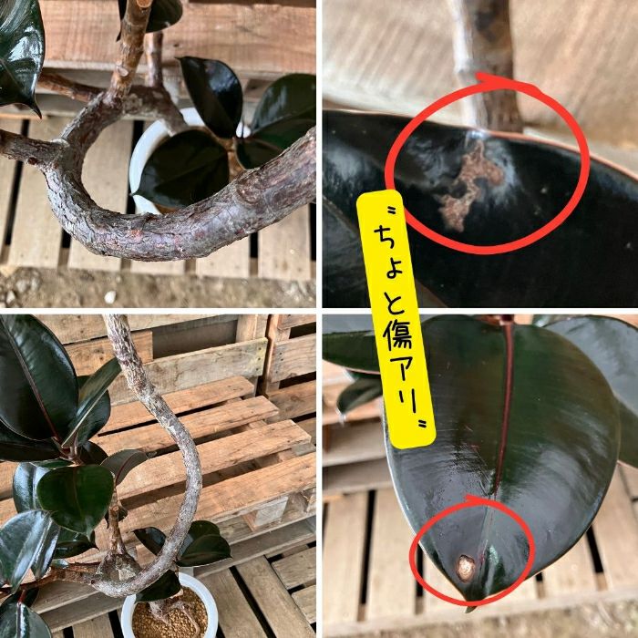 観葉植物現品販売