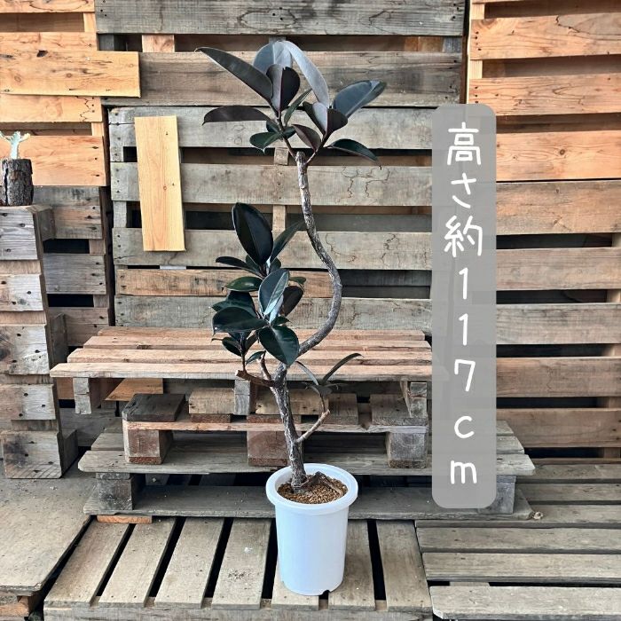 観葉植物現品販売