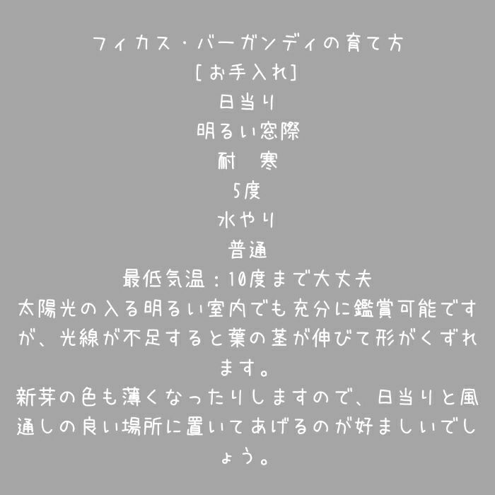 観葉植物現品販売