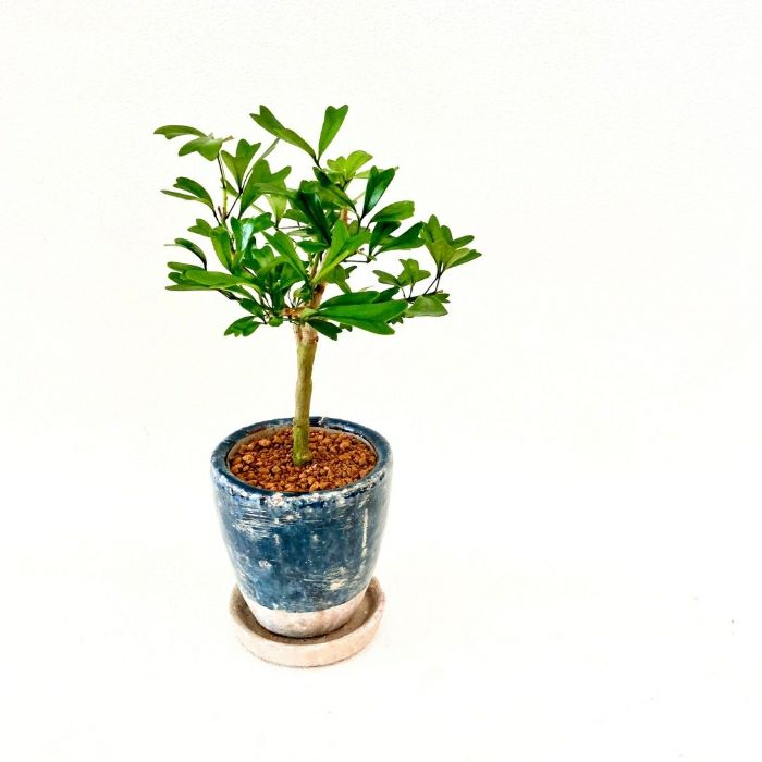 観葉植物現品販売