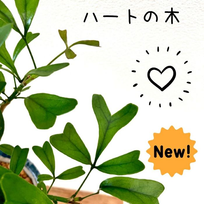 観葉植物現品販売
