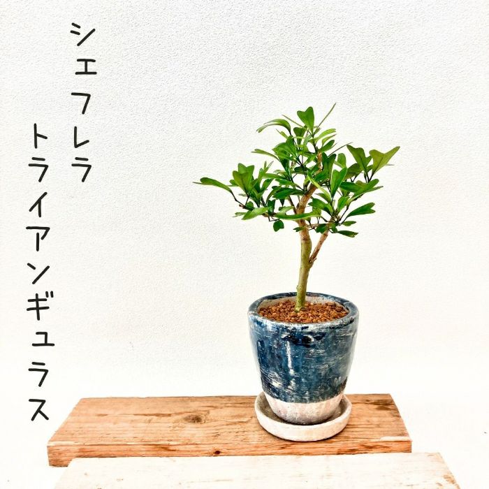 観葉植物現品販売