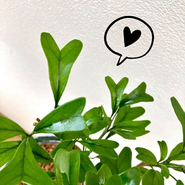 観葉植物現品販売