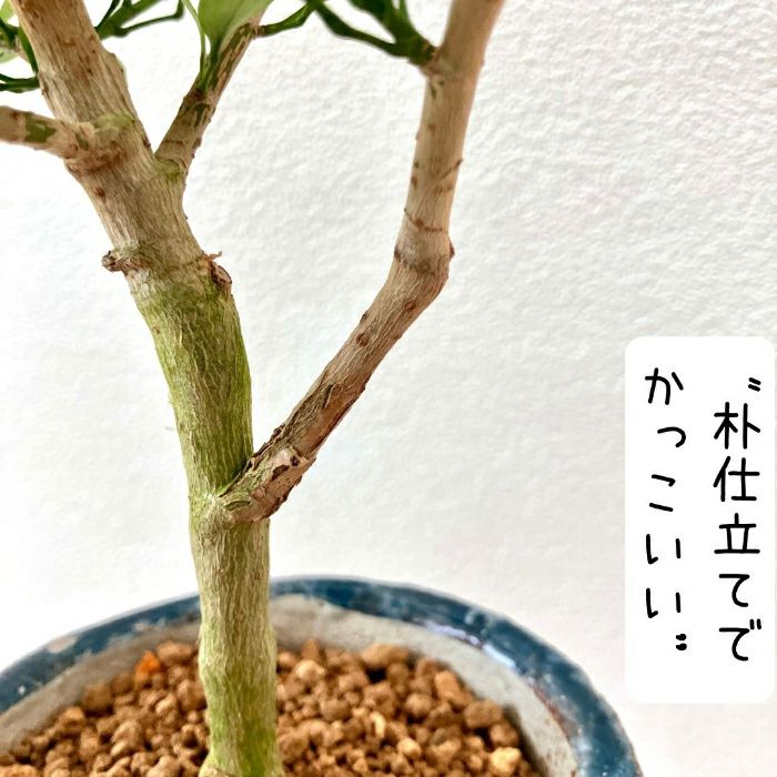 観葉植物現品販売