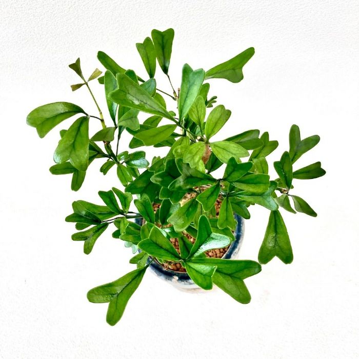 観葉植物現品販売