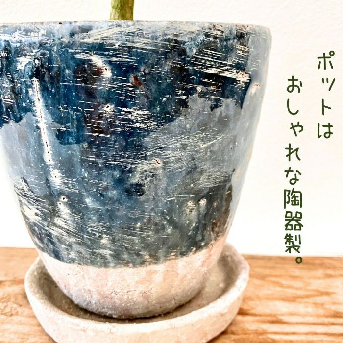 観葉植物現品販売