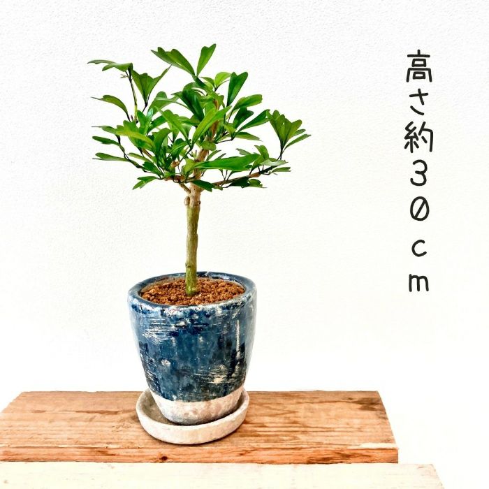 観葉植物現品販売