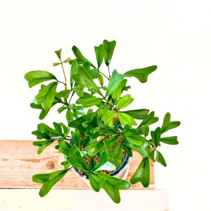 観葉植物現品販売