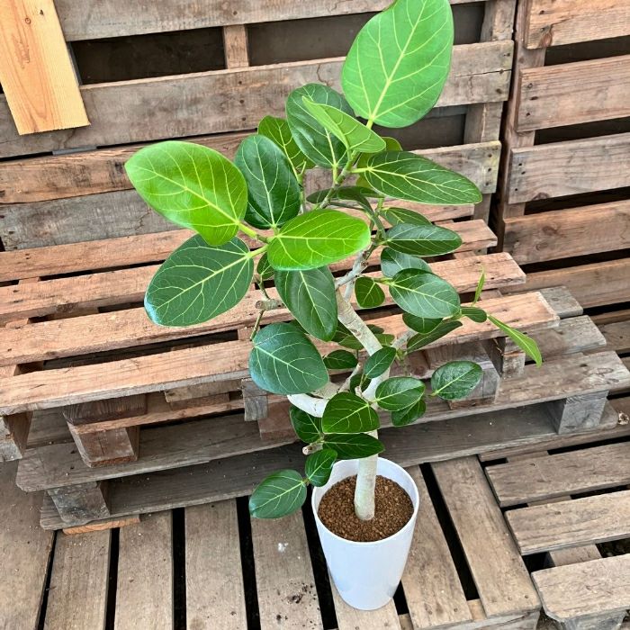 観葉植物現品販売