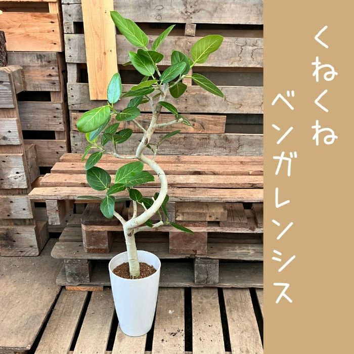 観葉植物現品販売