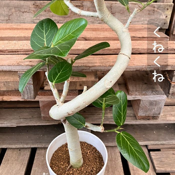 観葉植物現品販売