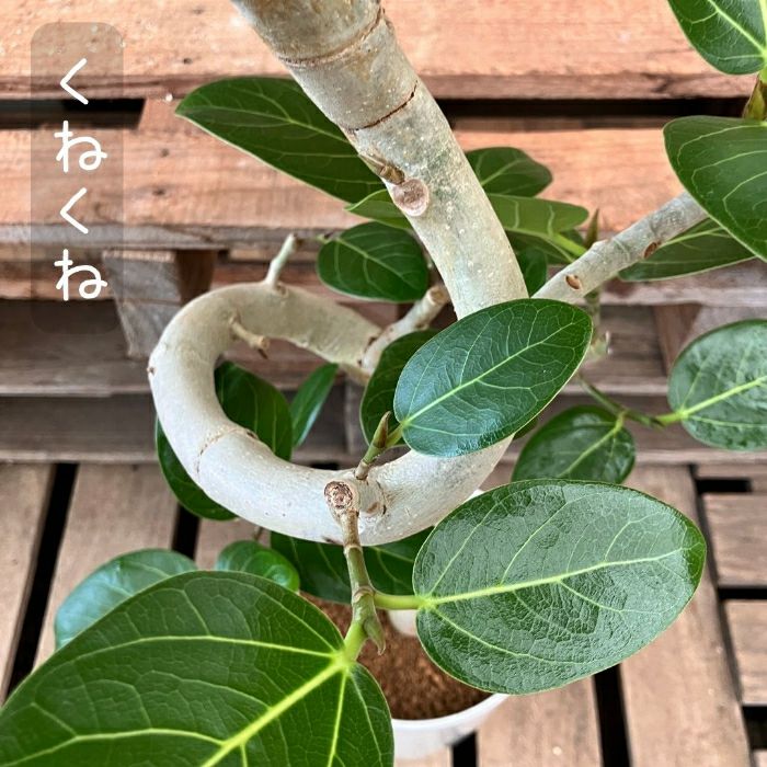 観葉植物現品販売