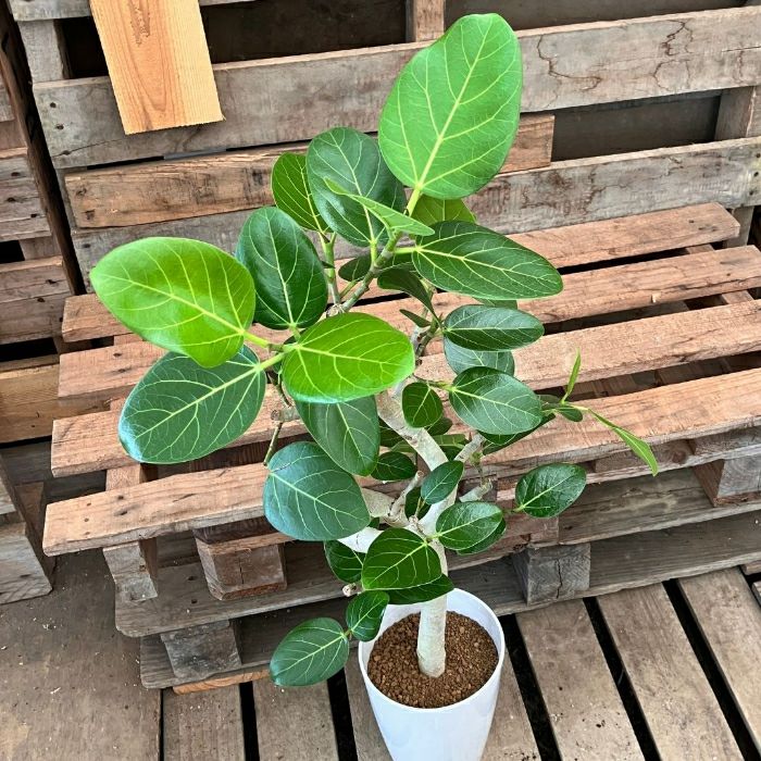 観葉植物現品販売