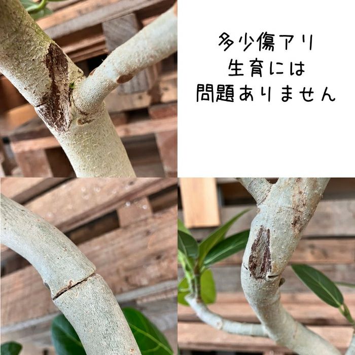 観葉植物現品販売