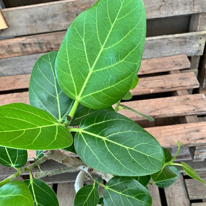 観葉植物現品販売