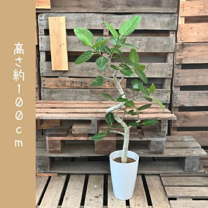 観葉植物現品販売