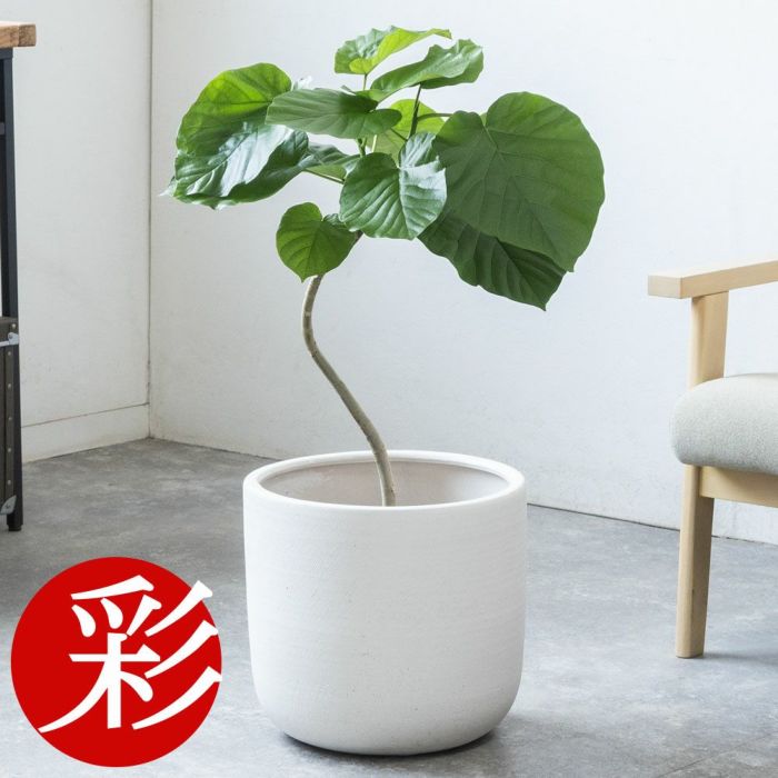 フィカス・ウンベラータ 7号鉢 選べる鉢カバー付 観葉植物