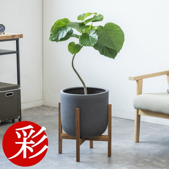 フィカス・ウンベラータ 7号鉢 選べる鉢カバー付 観葉植物