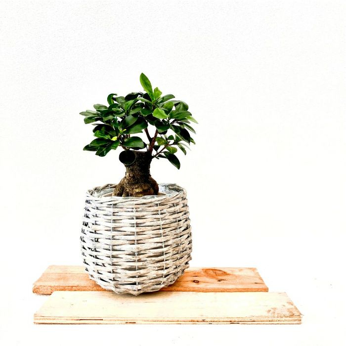 観葉植物現品販売