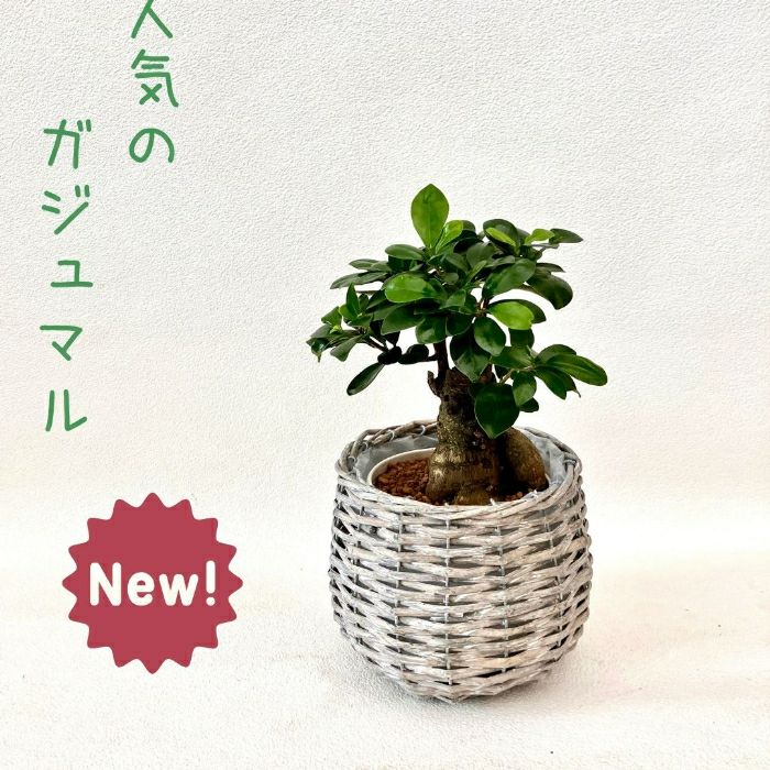 観葉植物現品販売