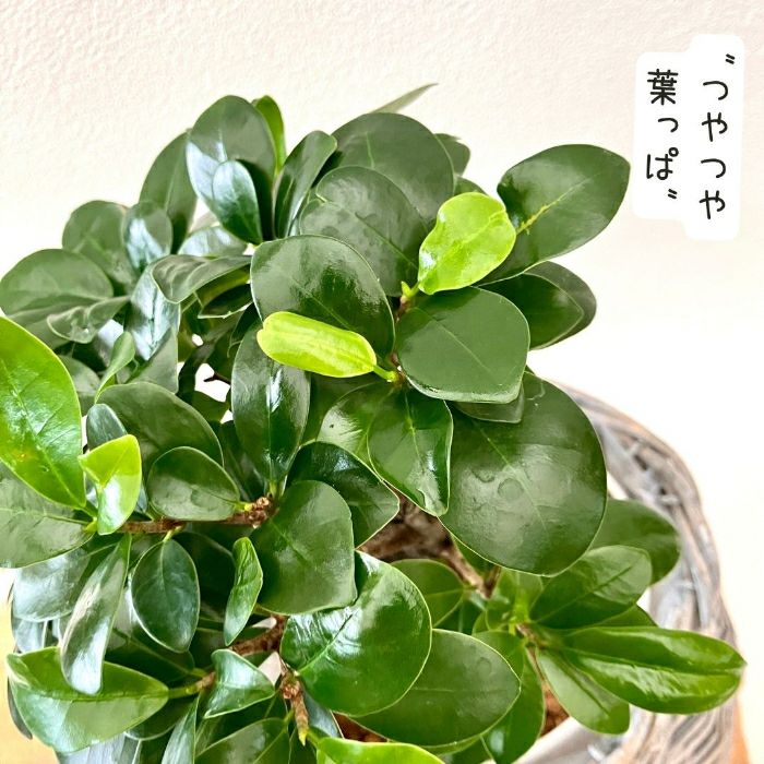 観葉植物現品販売