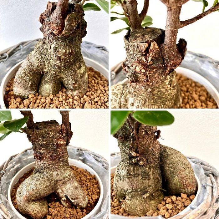 観葉植物現品販売