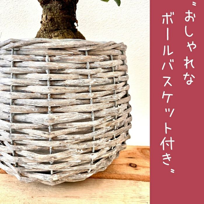 観葉植物現品販売