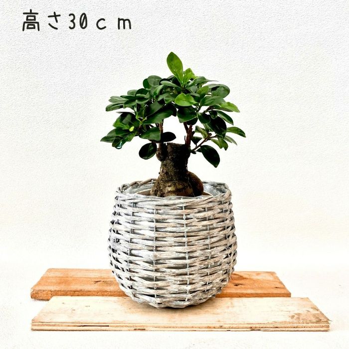 観葉植物現品販売