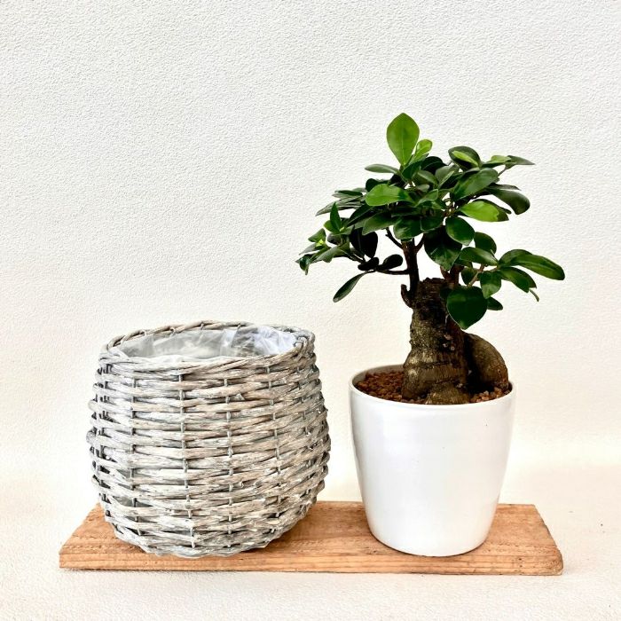 観葉植物現品販売