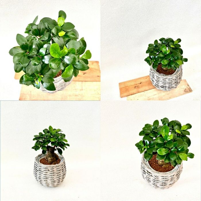 観葉植物現品販売