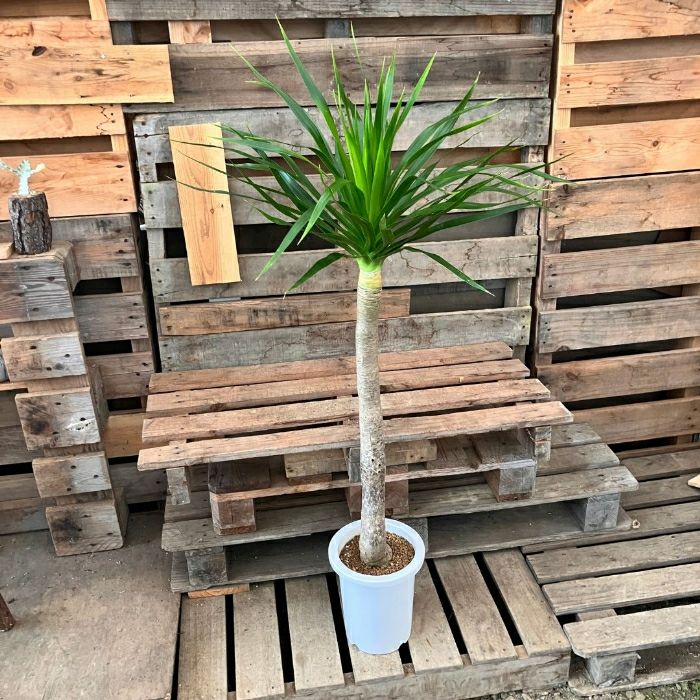観葉植物現品販売