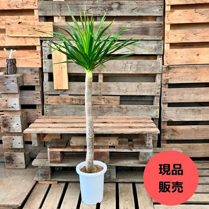 観葉植物現品販売