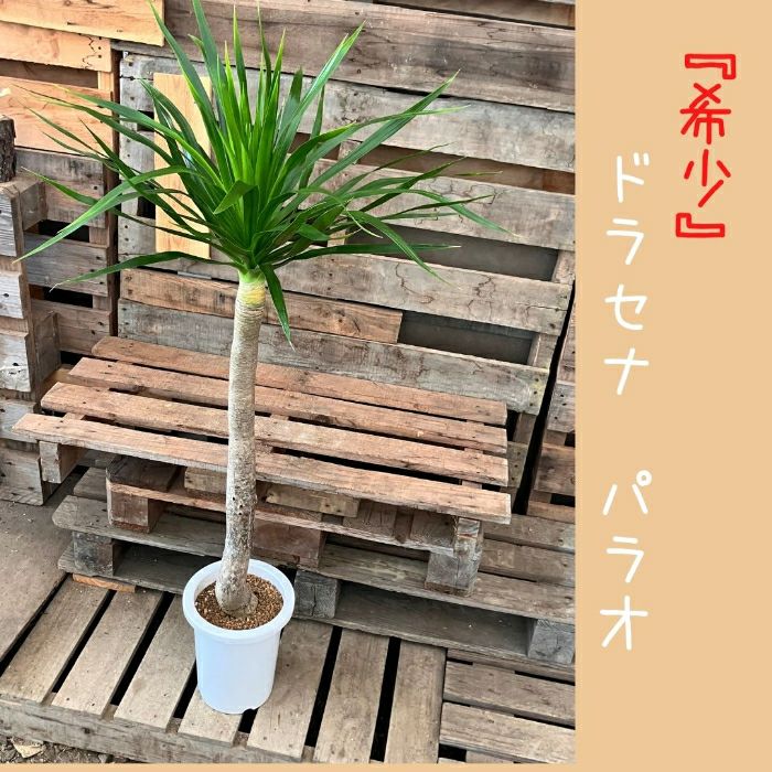 観葉植物現品販売