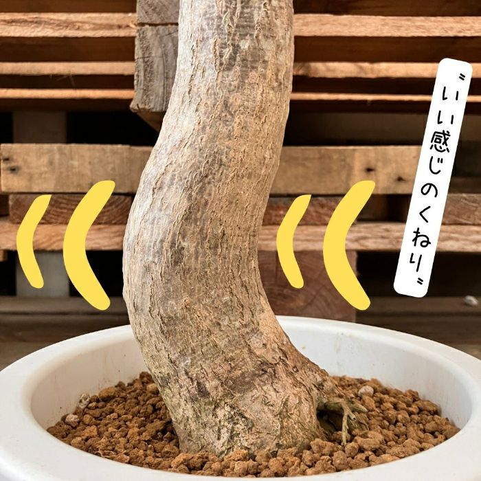 観葉植物現品販売