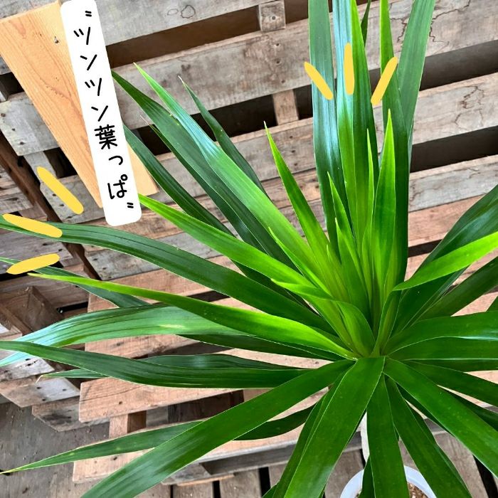 観葉植物現品販売