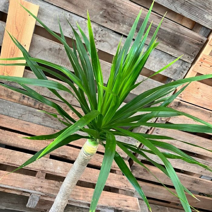 観葉植物現品販売