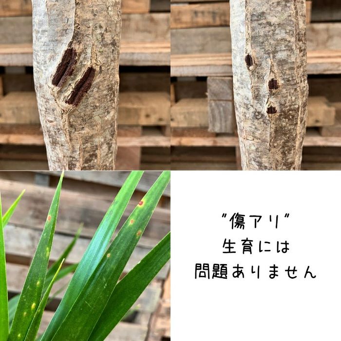 観葉植物現品販売