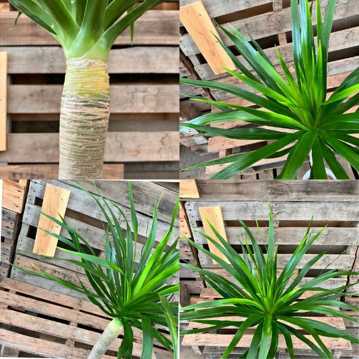 観葉植物現品販売