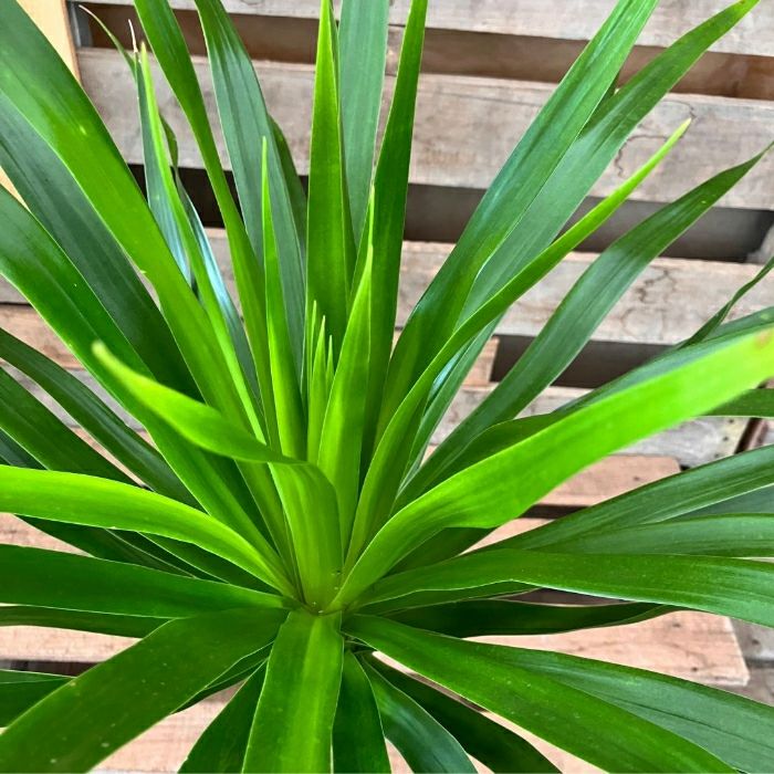 観葉植物現品販売