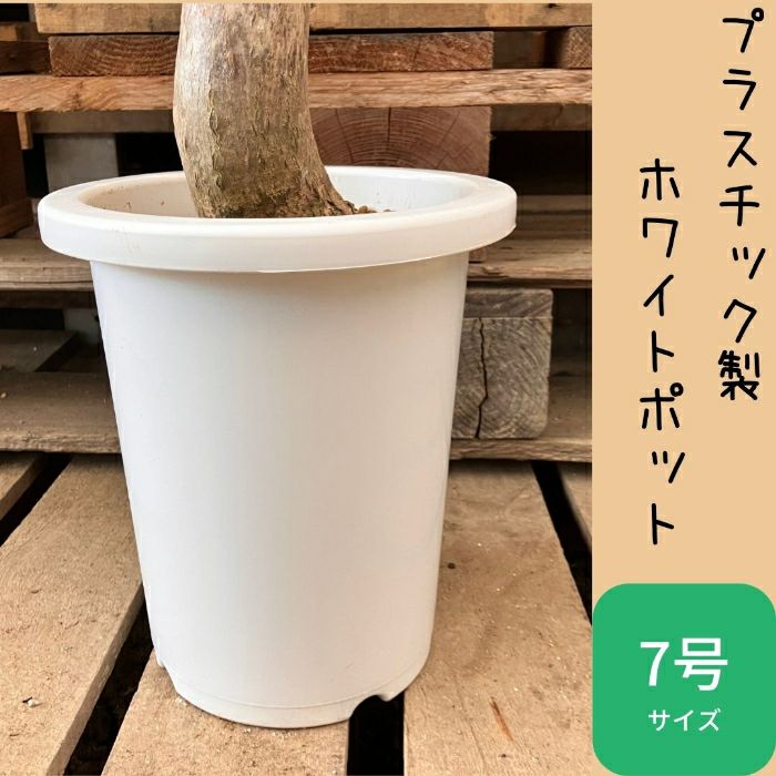 観葉植物現品販売