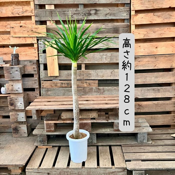 観葉植物現品販売