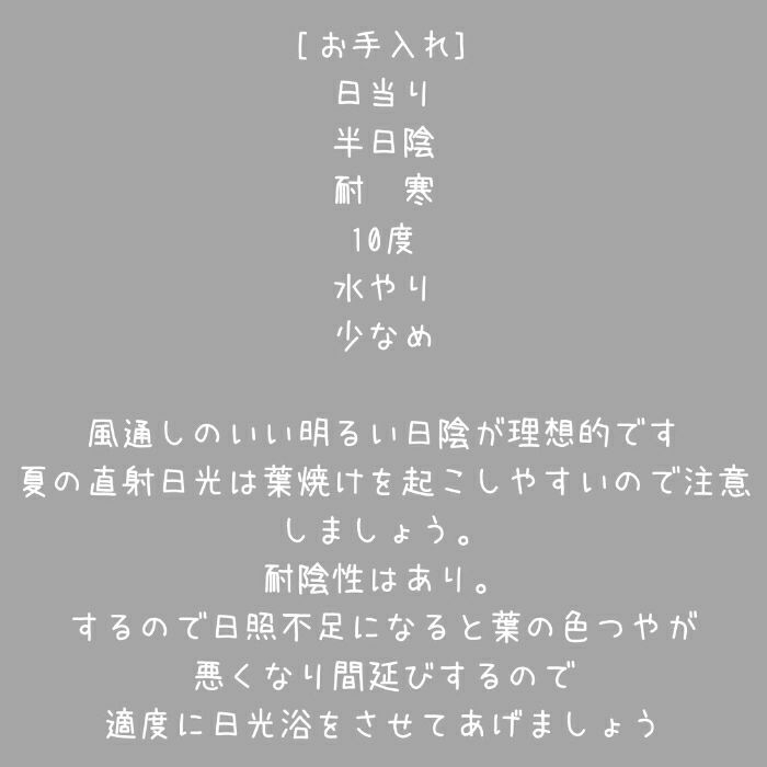 観葉植物現品販売