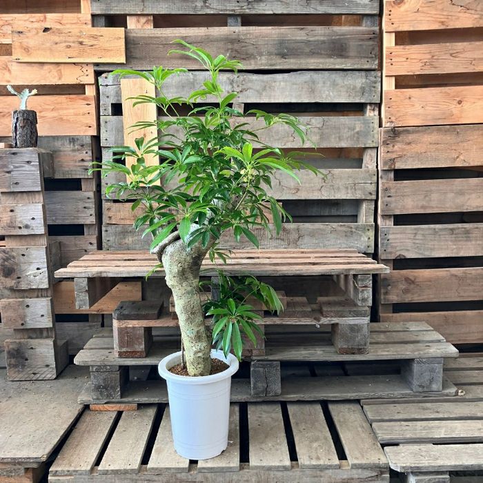 観葉植物現品販売